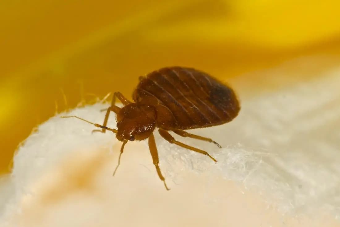 Affordable Bedbugs Exterminator Near Me with Expert Service