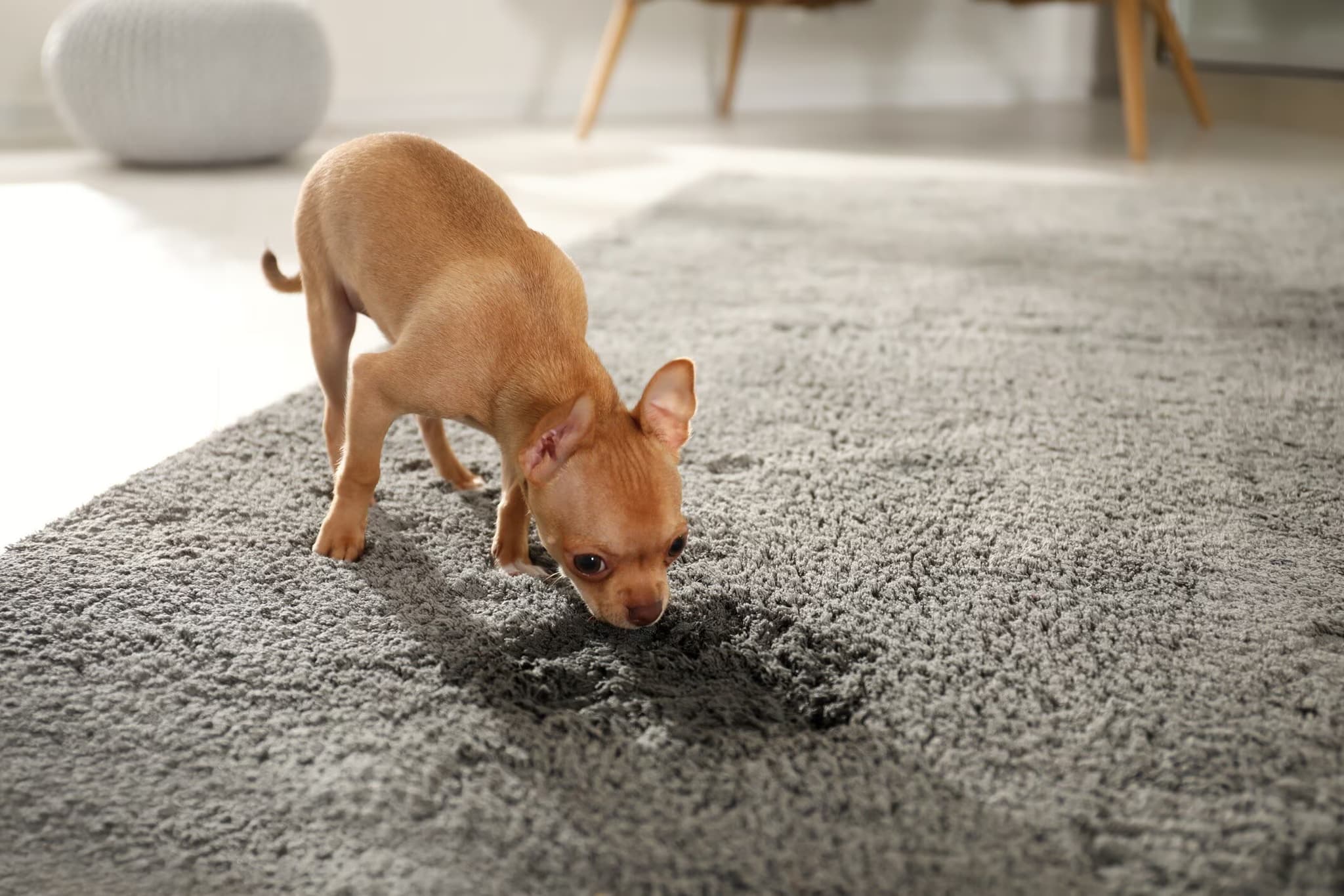 Deep Cleaning Dog Urine Carpet Treatment Placer County Professionals