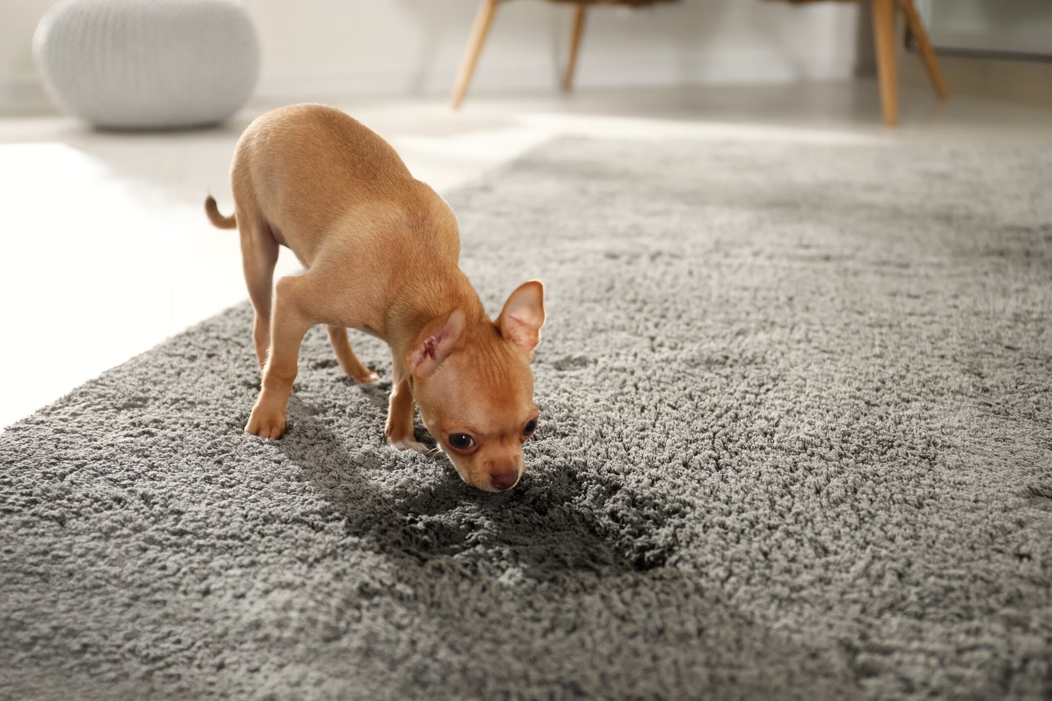 Deep Cleaning Dog Urine Carpet Treatment Placer County Professionals