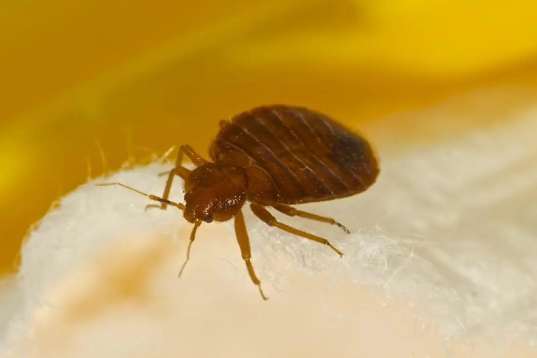 Affordable Bedbugs Exterminator Near Me with Expert Service